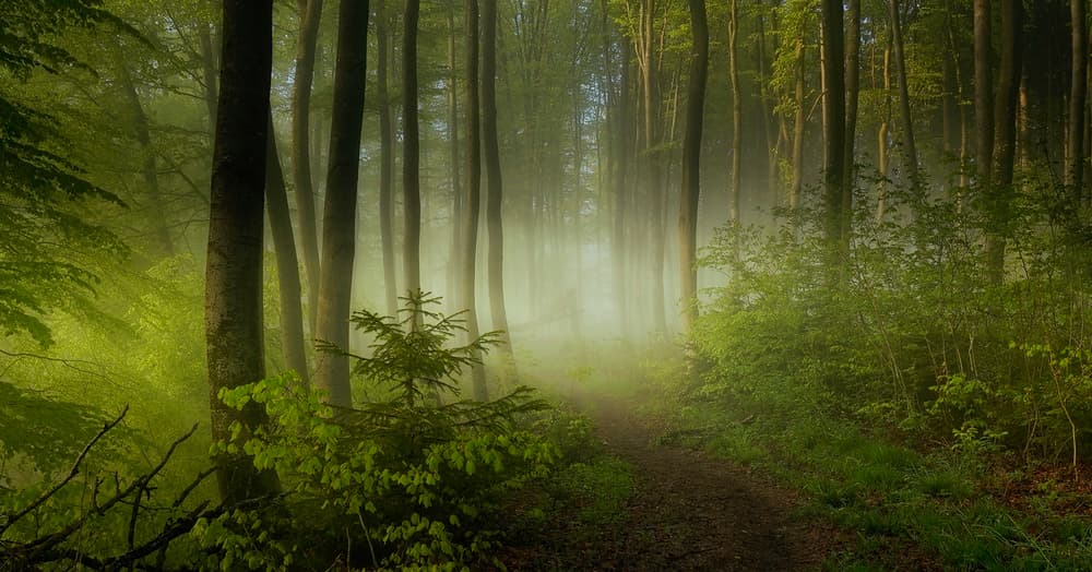 Misty Forest Path by Norbert Maier — canvas wall art