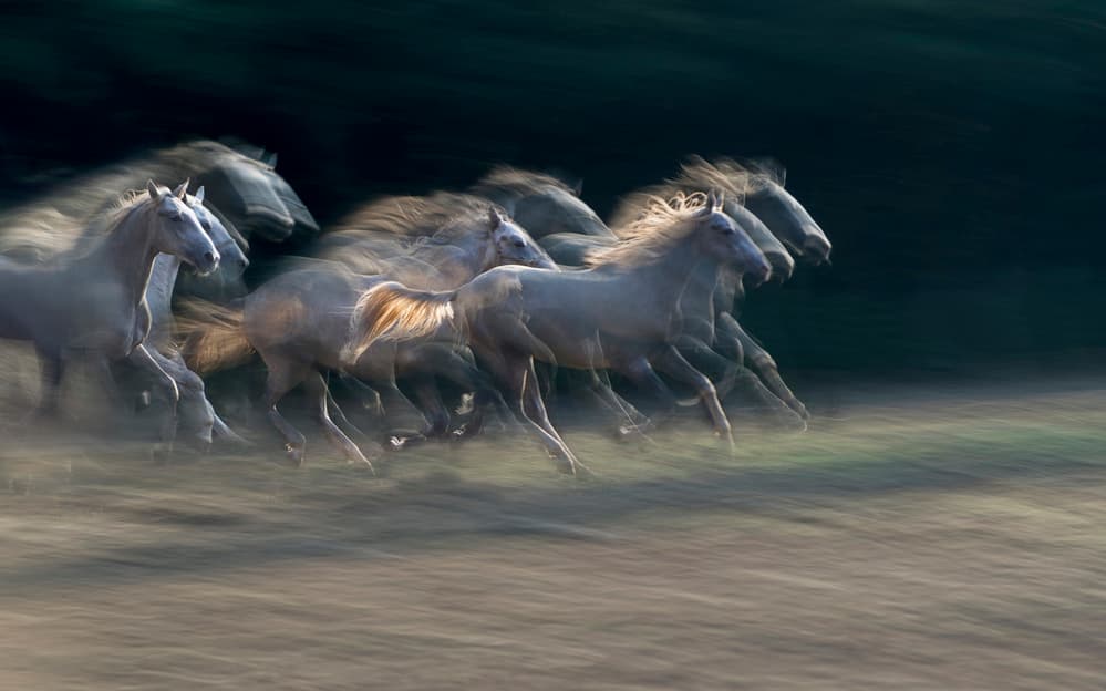 Wild Horses Running by Milan Malovrh — canvas wall art