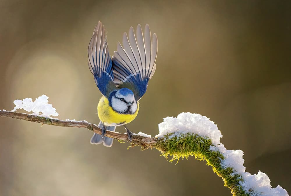 Winter Blue Tit Flight by Ronny Olsson — canvas wall art