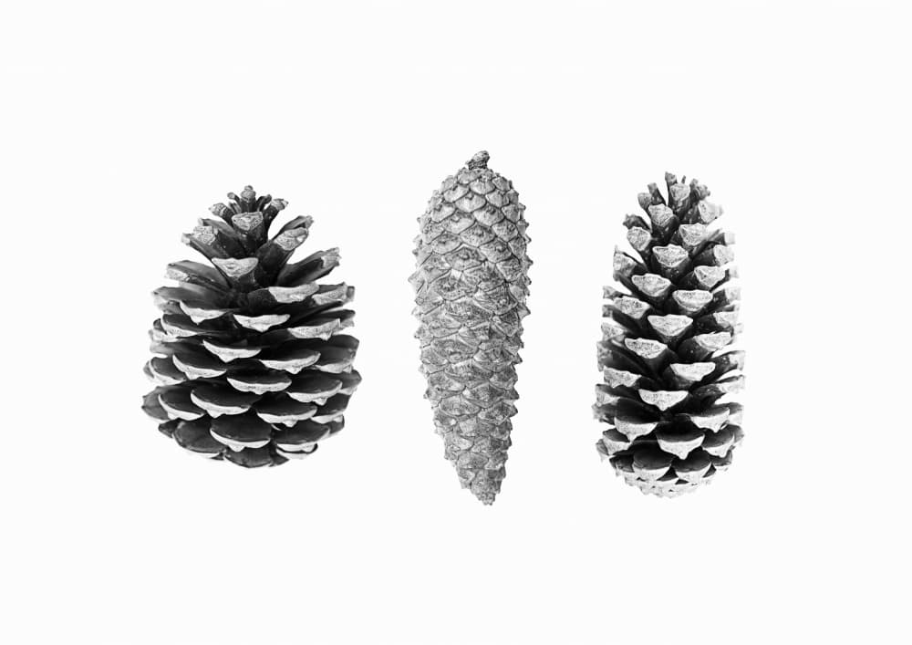 Pine Cone Study by Kathrin Pienaar — canvas wall art