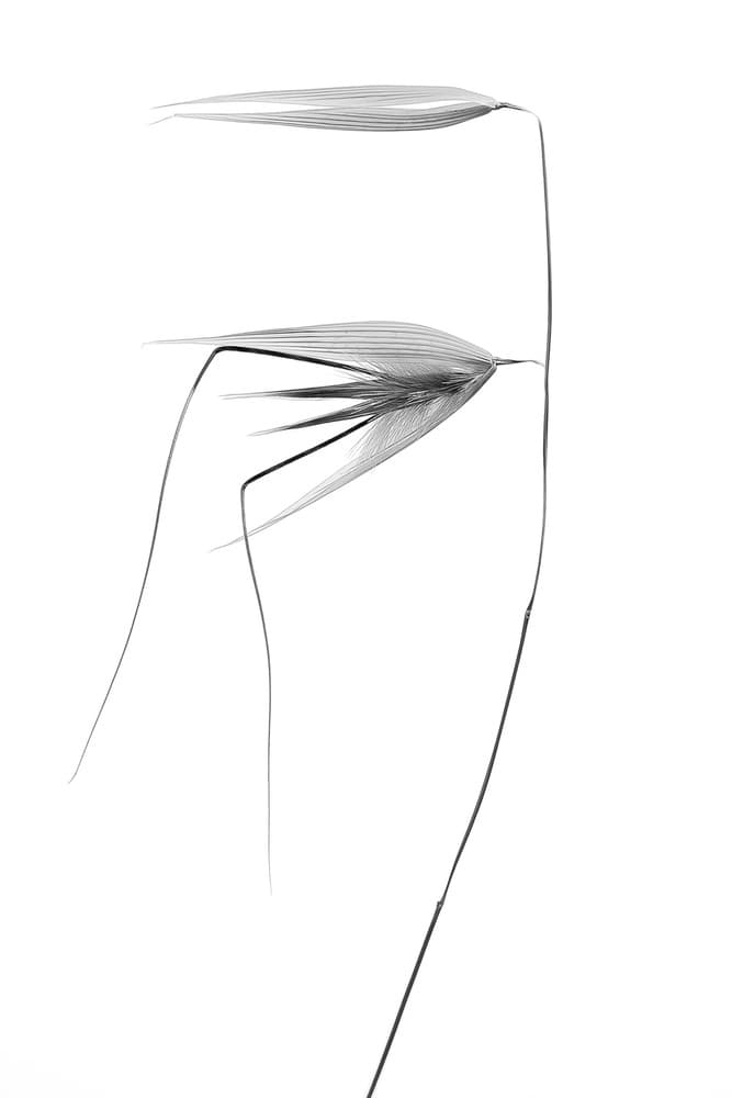 Delicate Botanical Study by Thierry Lagandré (Transgressed Light) — canvas wall art