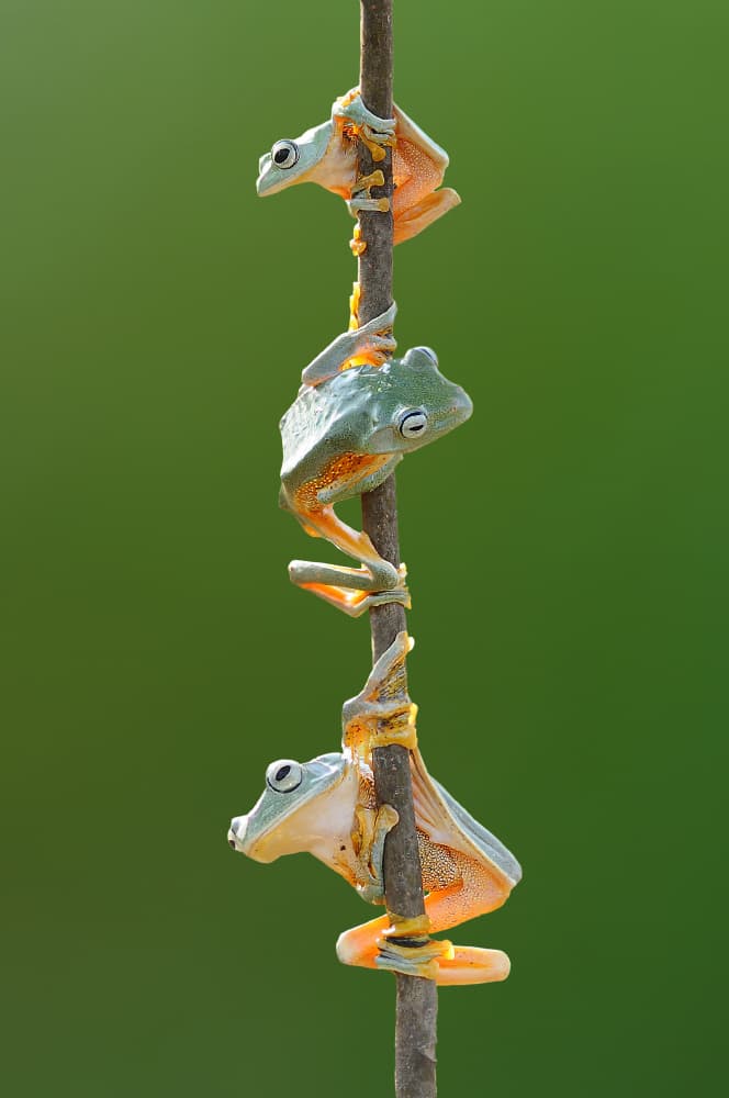 Stacked Tree Frogs by Edy Pamungkas — canvas wall art