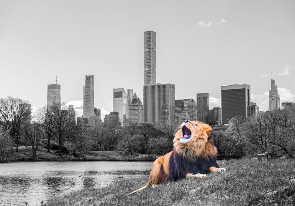 Roaring Lion New York by Fadil Roze — canvas wall art