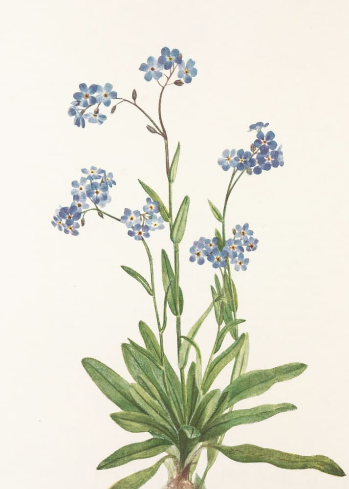 Alpine Forget Me Not From North American Wildflowers (1925) By Mary Vaux Walcott by Mary Vaux Walcott — canvas wall art
