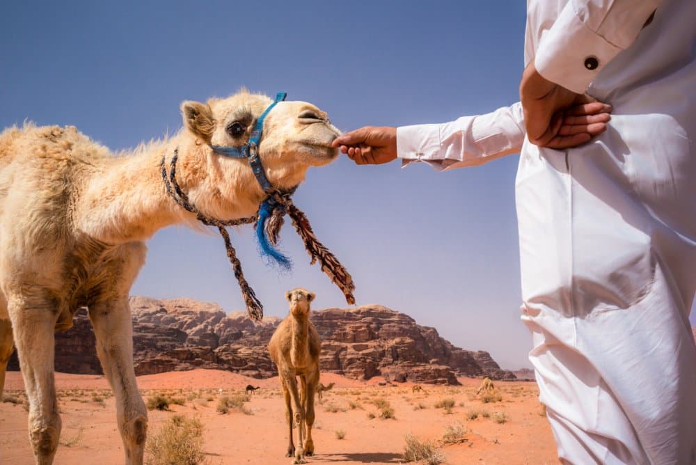 Feeding Desert Camels by Elizabeth Cowle — canvas wall art