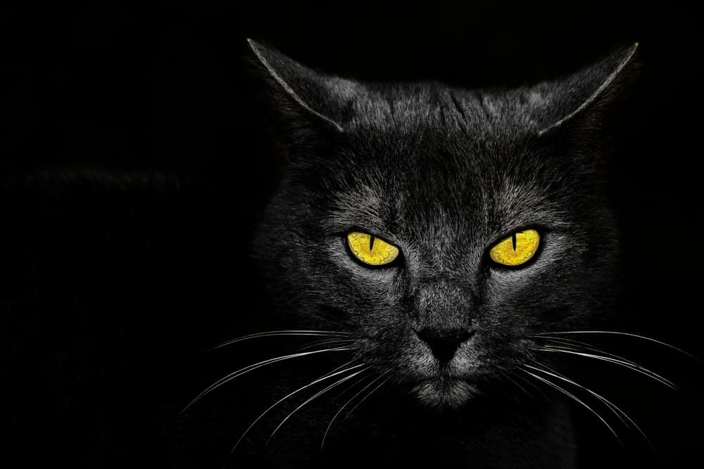 Black Cat by Davorin Baloh — canvas wall art