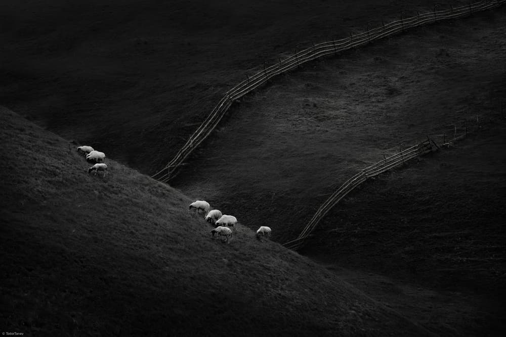 Quiet Hillside Sheep by Todor Tanev — canvas wall art