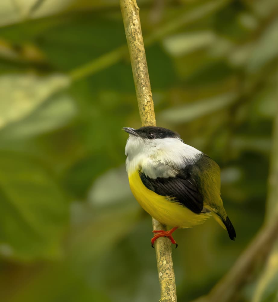 Vibrant Tropical Bird Perched by Jie Jin — canvas wall art