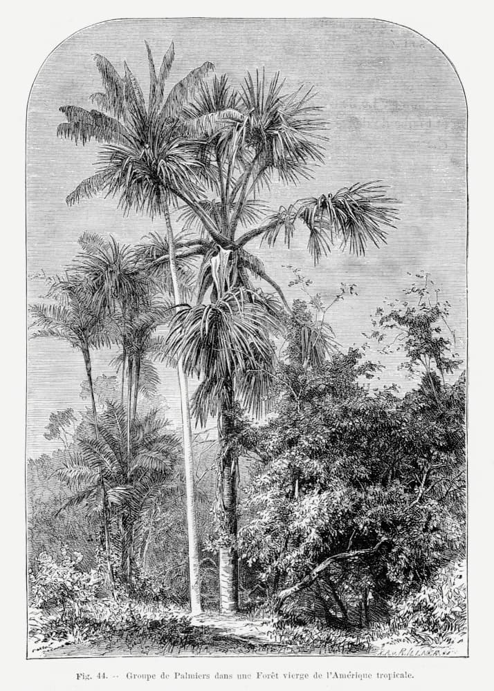 Vintage Palm Tree Drawing Iv by Les Palmiers Histoire Iconographique — canvas wall art