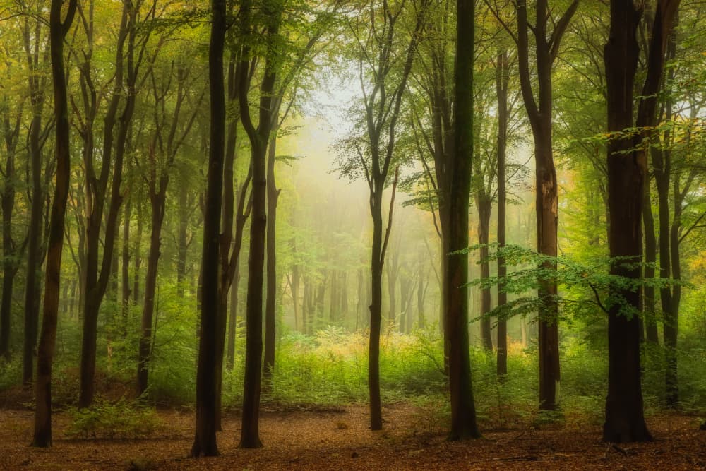 Misty Forest Light by Hilda van der Lee — canvas wall art