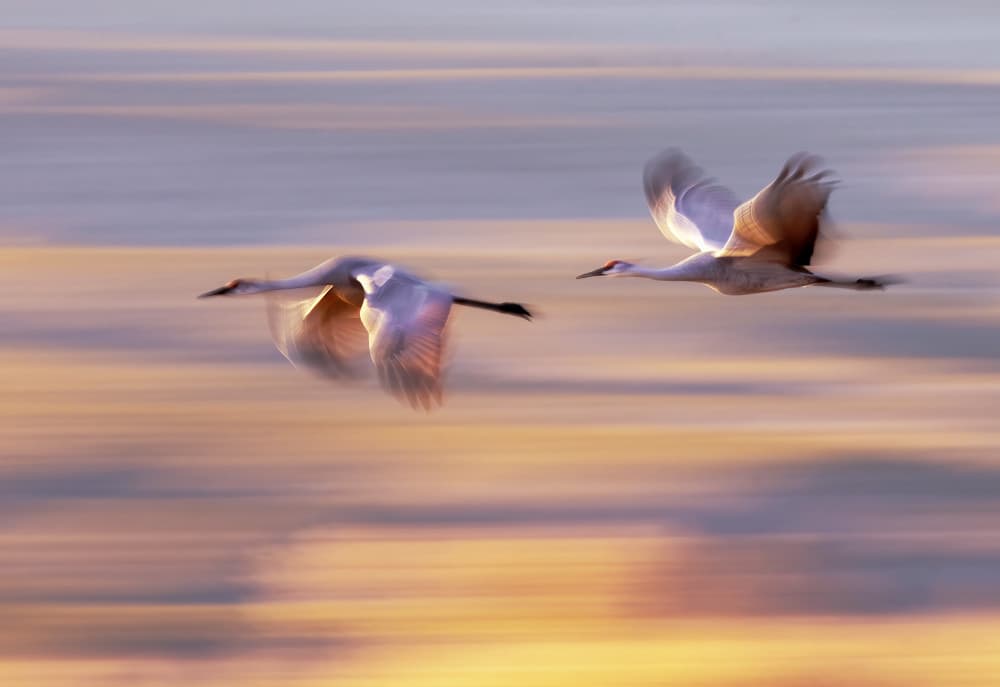 Soaring Cranes at Sunrise by Leechee Z — canvas wall art