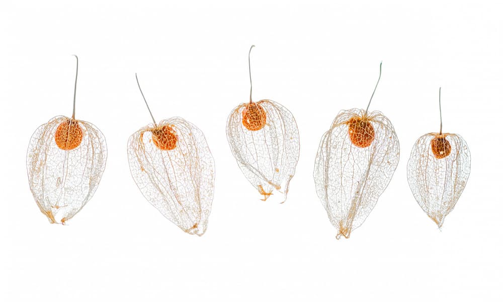 Delicate Physalis Pods by Ytje Veenstra — canvas wall art