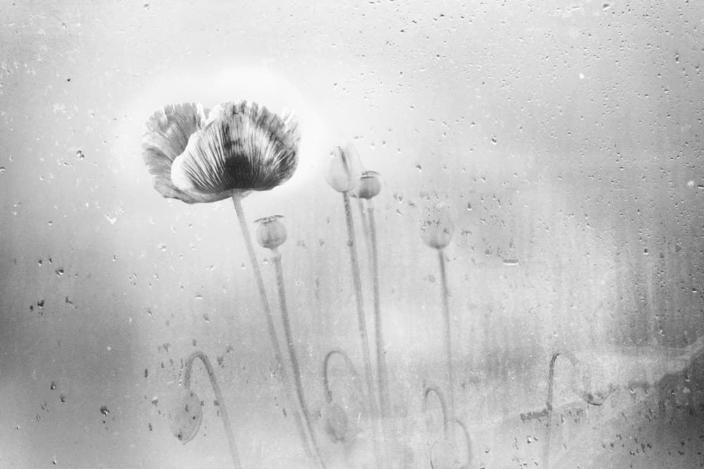 Rainy Window Poppies by Ina Tänzer — canvas wall art