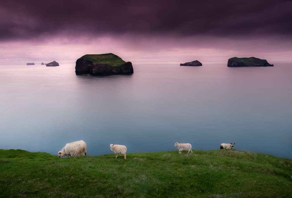 Purple Dusk Coastal Sheep by Erik Engström — canvas wall art