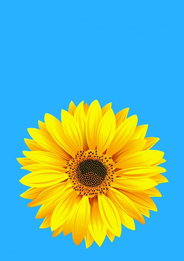 Sunny Yellow Sunflower by Carlo Kaminski — canvas wall art