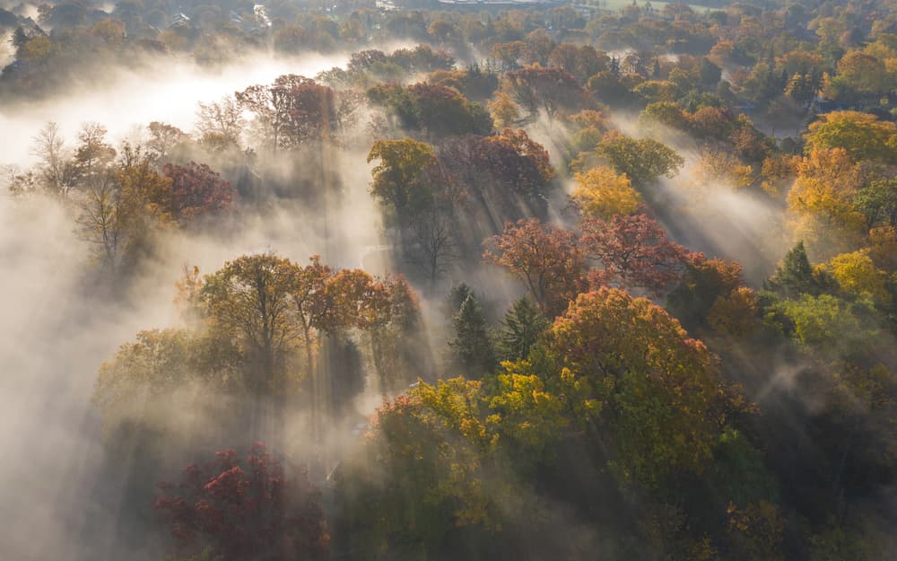 Golden Autumn Mist by Cheng Chang — canvas wall art