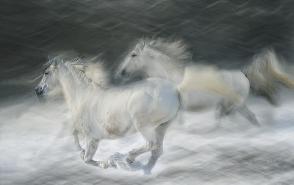 Ethereal White Horses Running by Milan Malovrh — canvas wall art