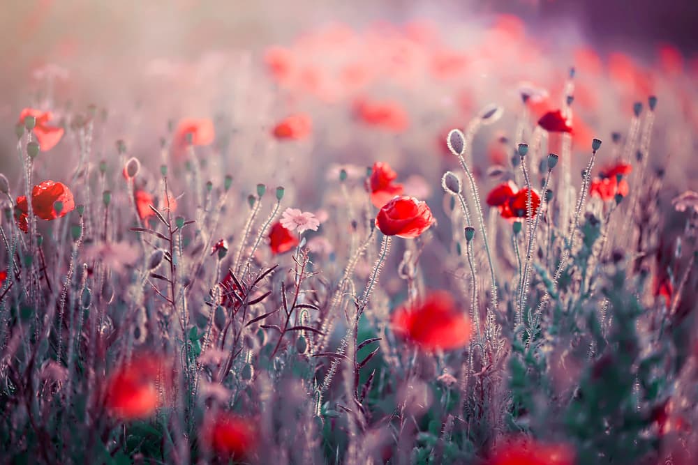 Dreamy Poppy Field by Jacky Parker — canvas wall art