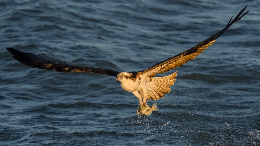 Osprey Fishing Dive by John Fan — canvas wall art