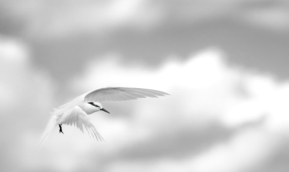Graceful White Tern by Joseph Ng — canvas wall art