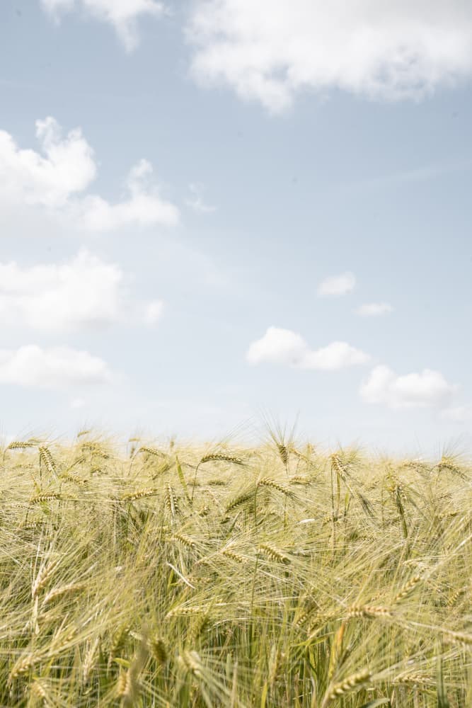 Summer Wheat Field by Henrike Schenk — canvas wall art
