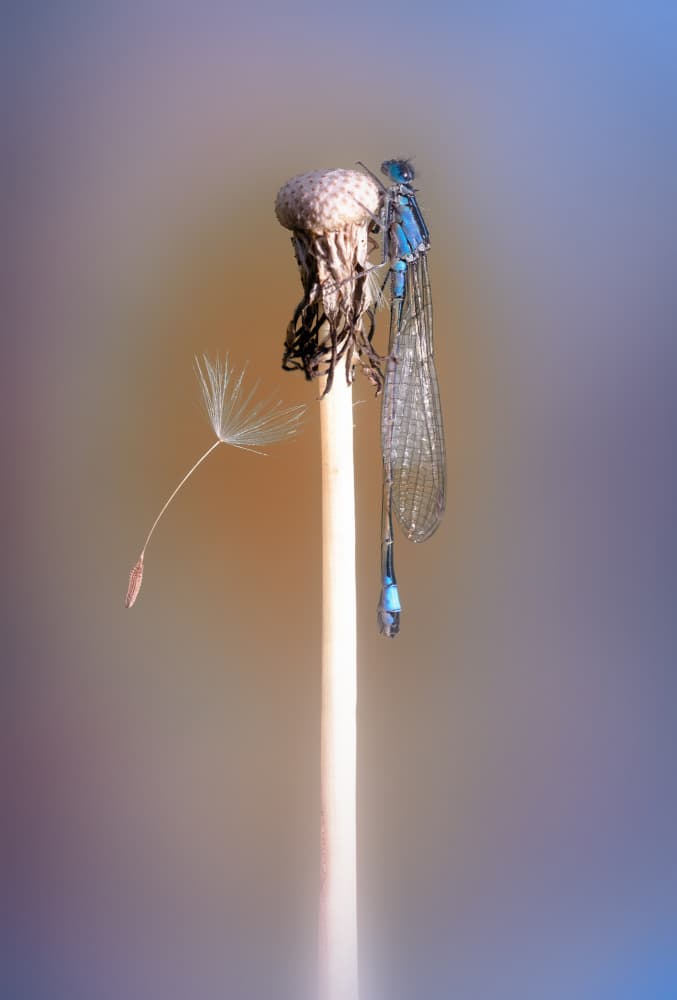 Delicate Dandelion Damselfly by Fabrizio Daminelli — canvas wall art