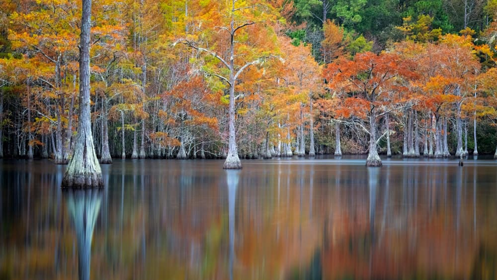 Autumn Cypress Reflections by Benton Murphy — canvas wall art