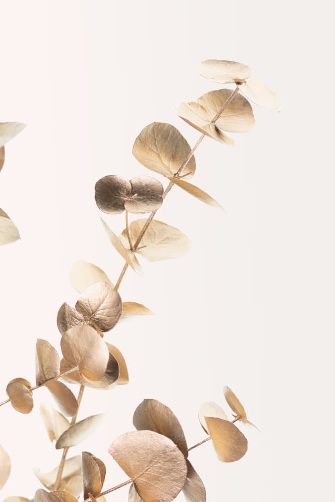 Golden Eucalyptus Branch by Pictufy Studio III — canvas wall art
