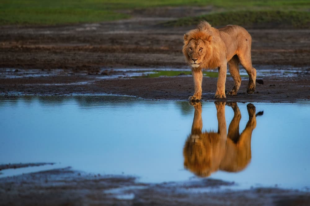 Majestic Lion Reflection by Mohammed Alnaser — canvas wall art