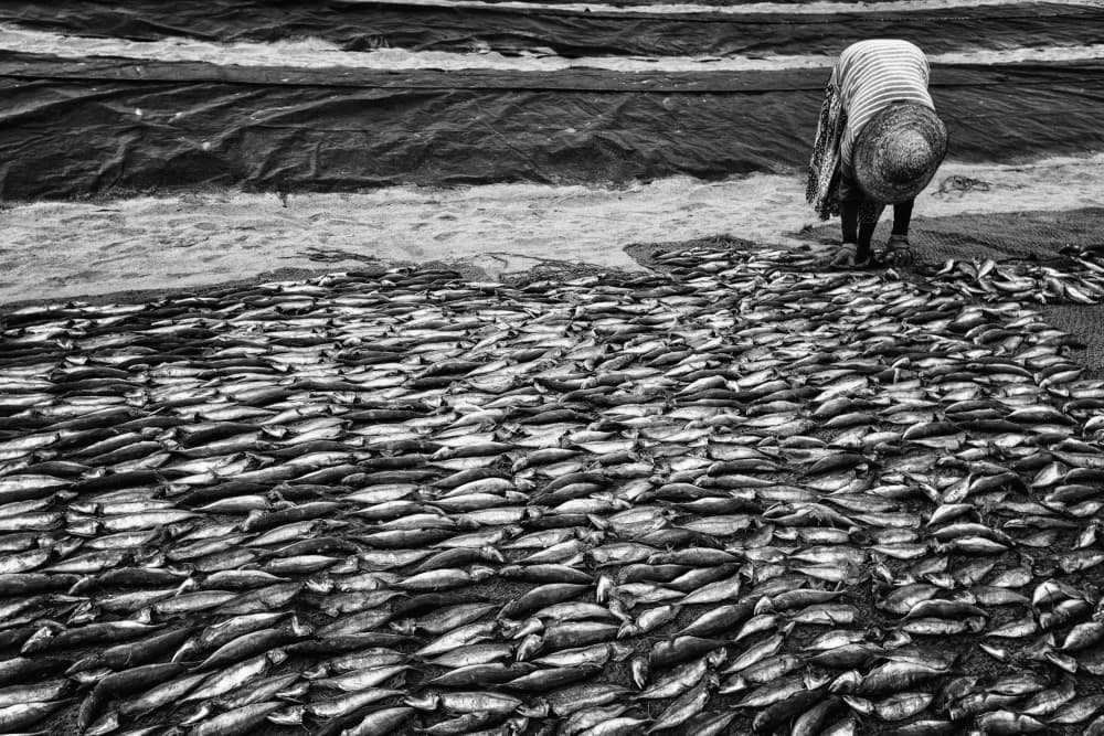 Drying Fish On Beach by Pavol Stranak — canvas wall art