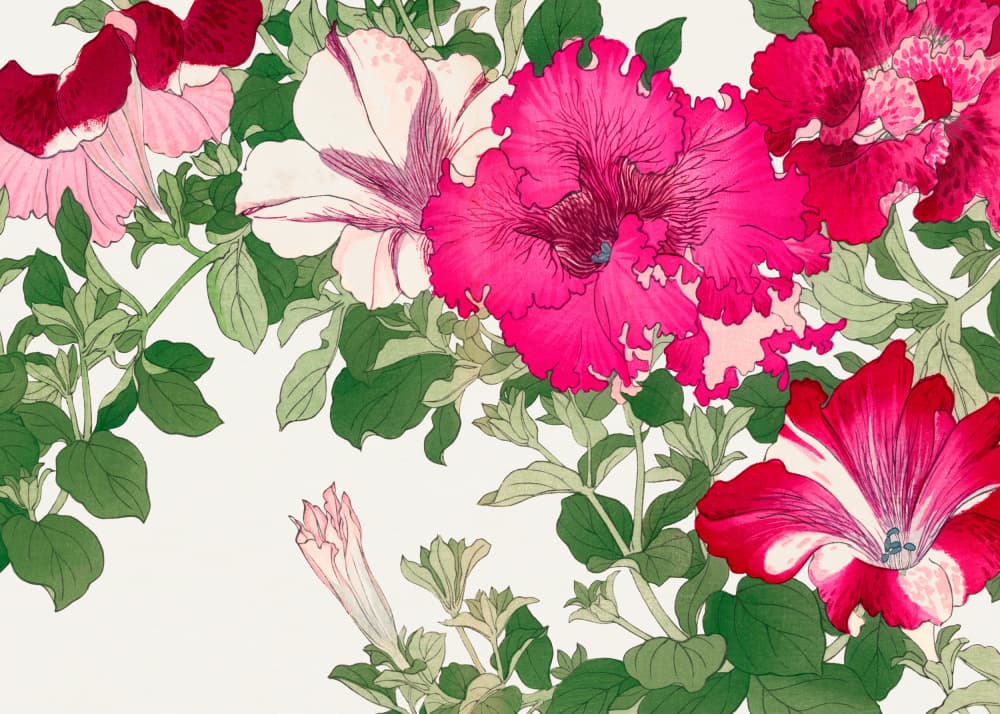 Vintage Petunia Flower No.2 by Tanigami Konan — canvas wall art