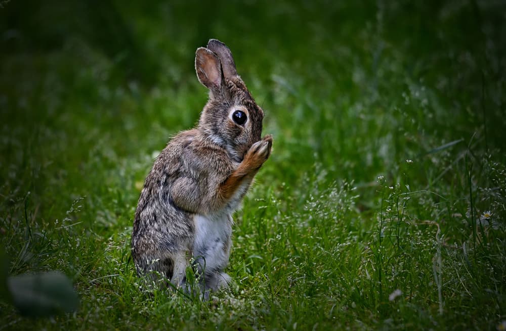 Cute Rabbit Grooming by Riccardo Mazzoni — canvas wall art
