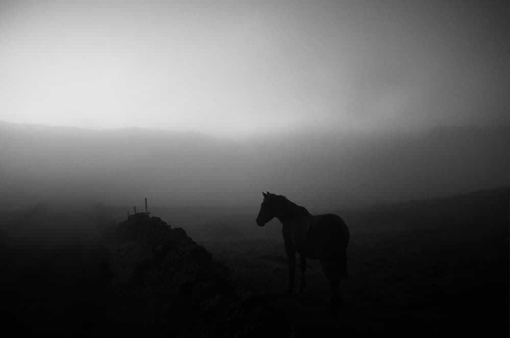 Dark Horse In Fog by Rui Caria — canvas wall art