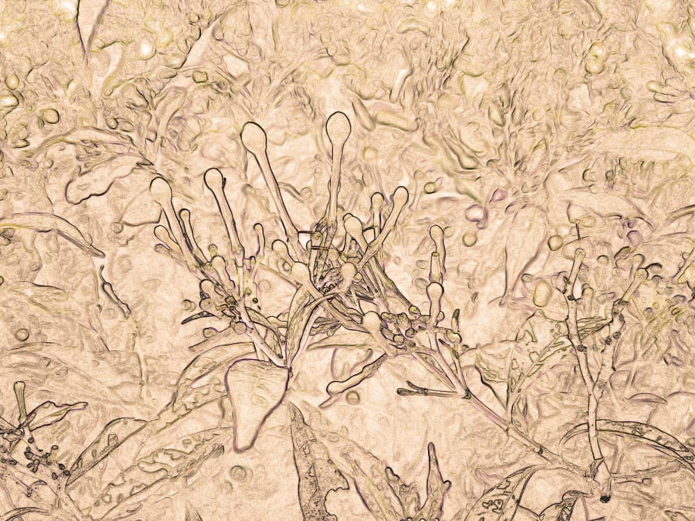 Sepia Botanical Forms by Santhosh ch — canvas wall art