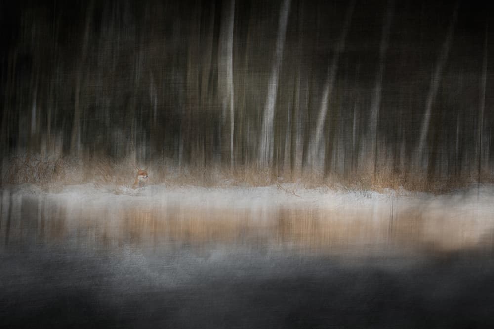 Blurred Forest Dream by Doris Reindl — canvas wall art