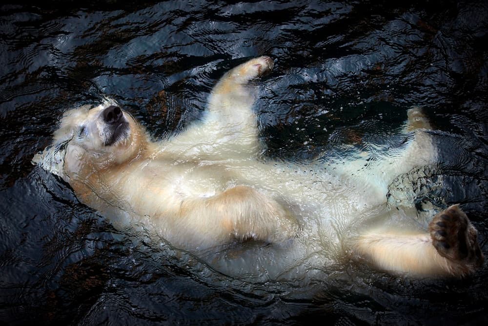 Relaxing Polar Bear by Antje Wenner-Braun — canvas wall art