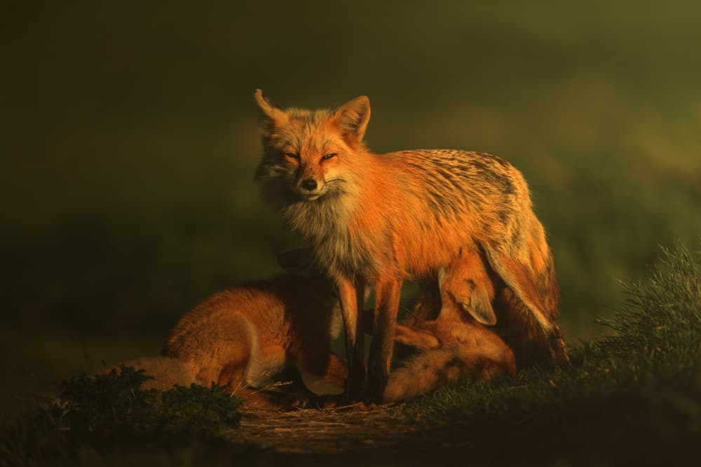 Red Foxes Golden Glow by Rob Li — canvas wall art
