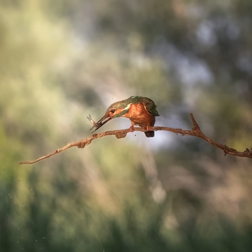 Kingfisher's Fresh Catch by Larry Deng APA — canvas wall art
