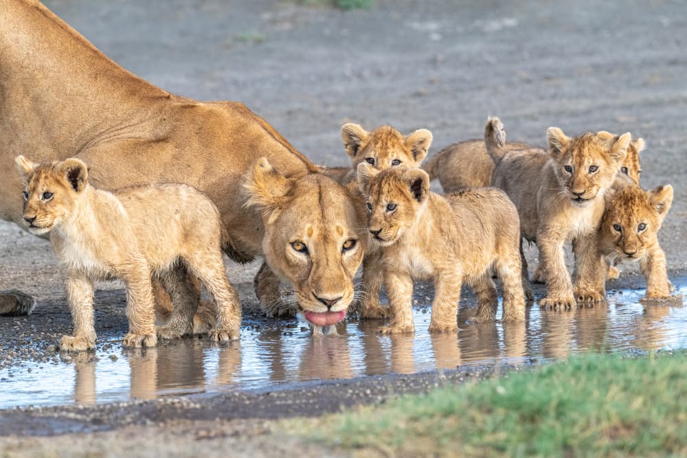 Lion Family Water Break by Jeffrey C. Sink — canvas wall art