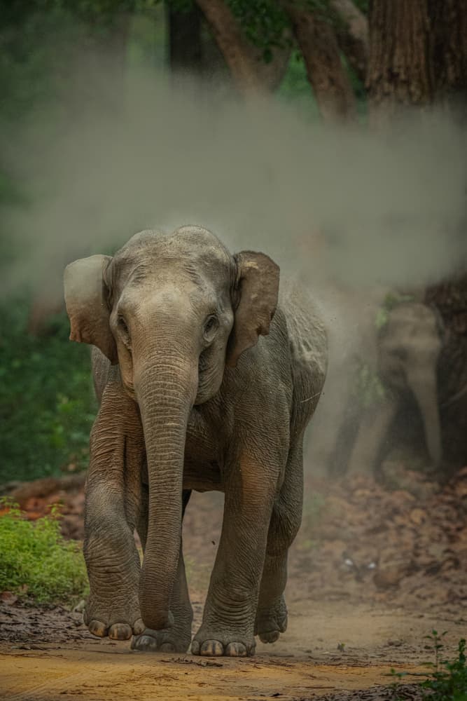 Dusty Elephant Walk by Yogesh Bhatia — canvas wall art