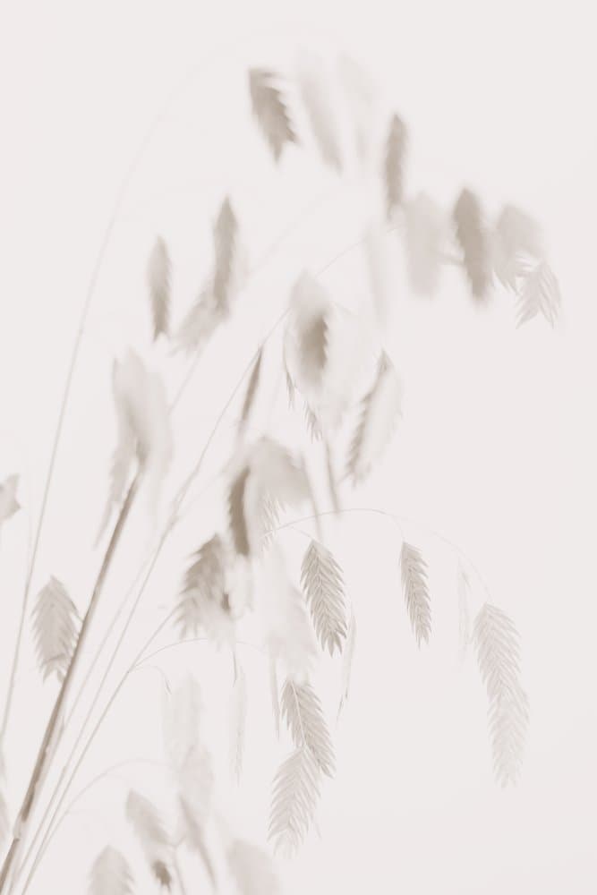 Dried Grass_pink by Pictufy Studio III — canvas wall art