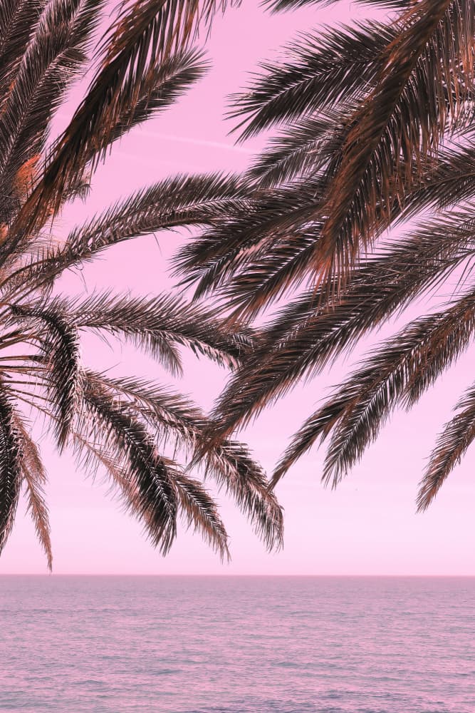 Pink Sky Tropical Palms by Pictufy Studio III — canvas wall art