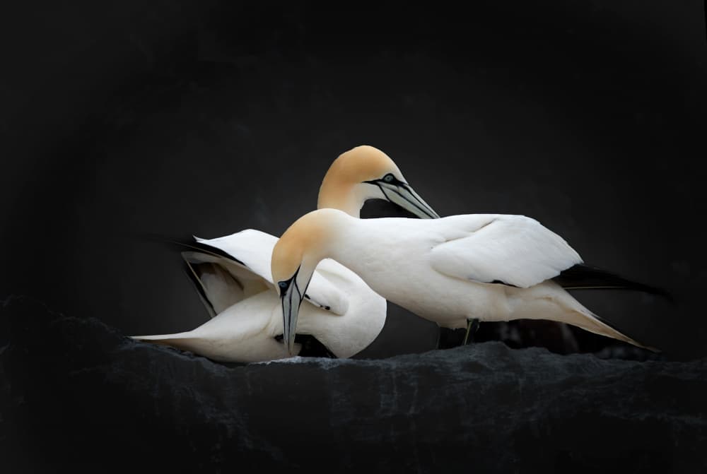 Elegant Gannet Pair by Erik Engström — canvas wall art