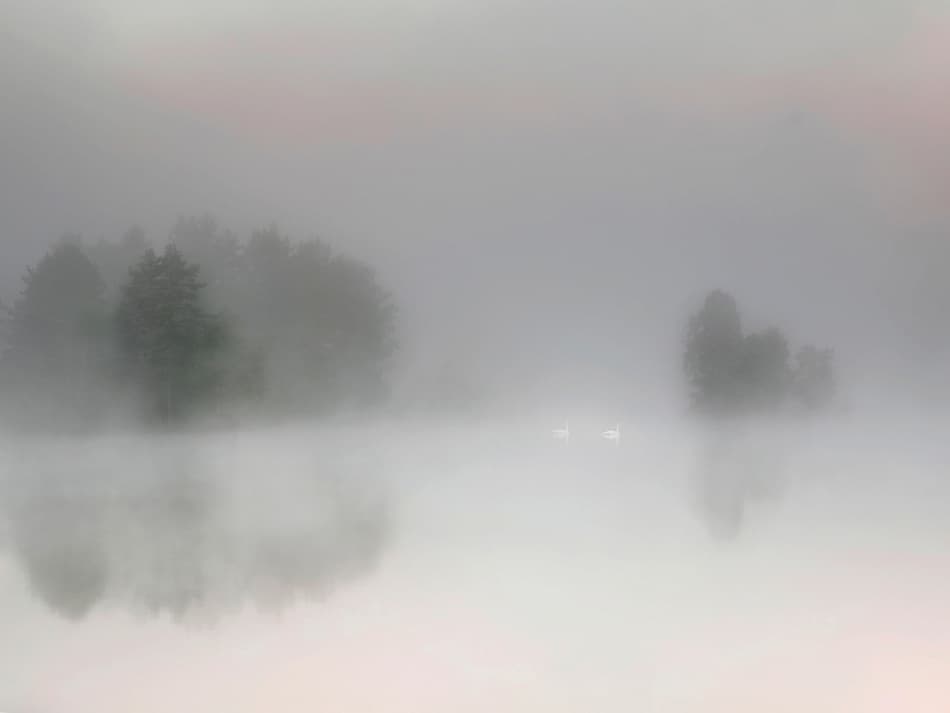 Misty Lake Swans by Bjorn Emanuelson — canvas wall art