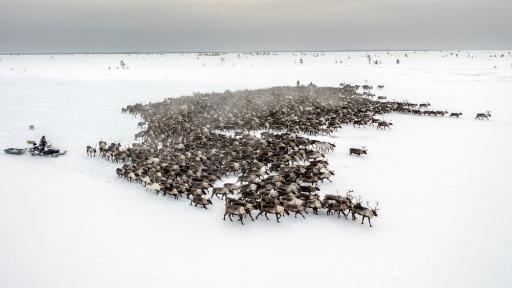 Arctic Reindeer Herd by Marcel Rebro — canvas wall art