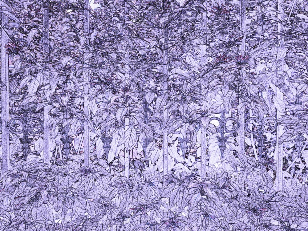 Lush Purple Garden Fence by Santhosh ch — canvas wall art