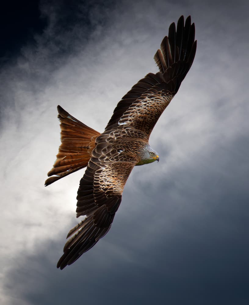 Majestic Red Kite Flight by Erik Engström — canvas wall art