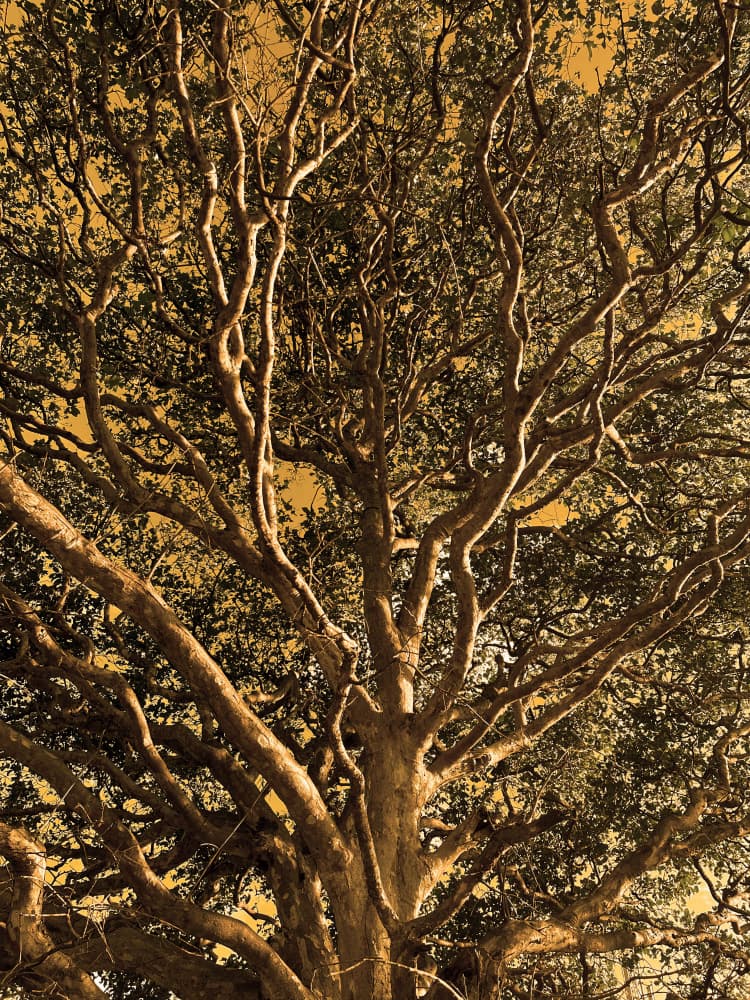 Golden Tree Canopy by Santhosh ch — canvas wall art