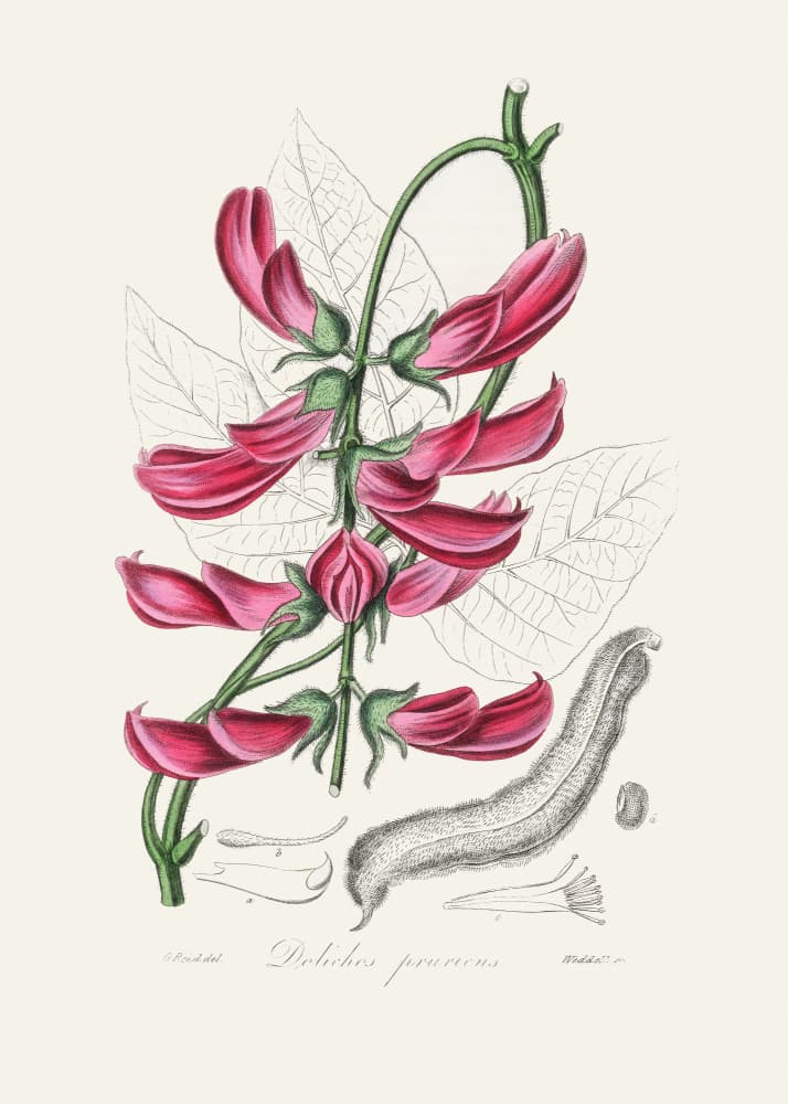 Mucuna Pruriens (dolichos Pruriens) Medical Botany by John Stephenson and James Morss Churchill — canvas wall art
