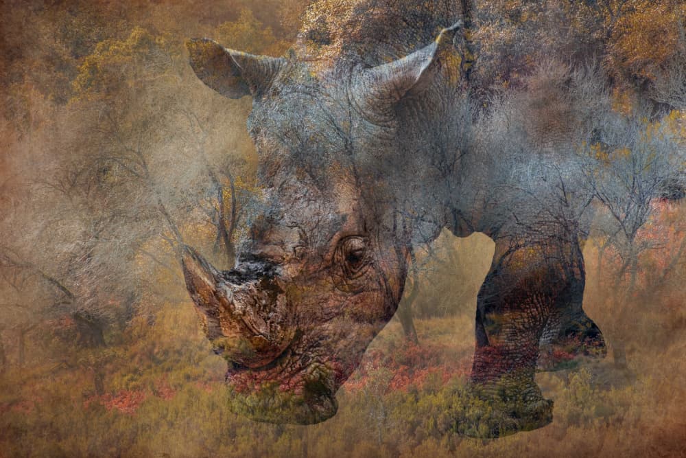 Woodland Rhino Spirit by Vitor Martins — canvas wall art